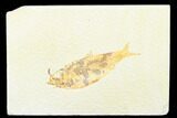 Detailed Fossil Fish (Knightia) - Wyoming #176399-1